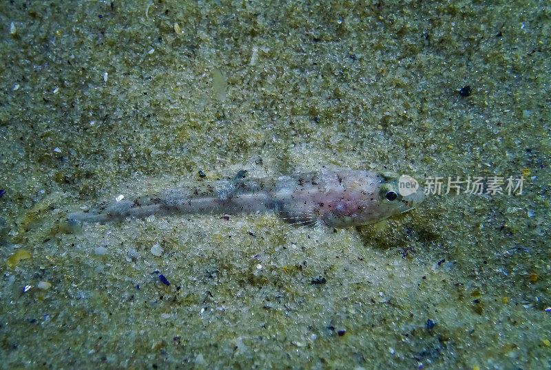 石纹虾虎鱼(Pomatoshistus marmoratus)伪装在沙质海床上。黑海，敖德萨湾